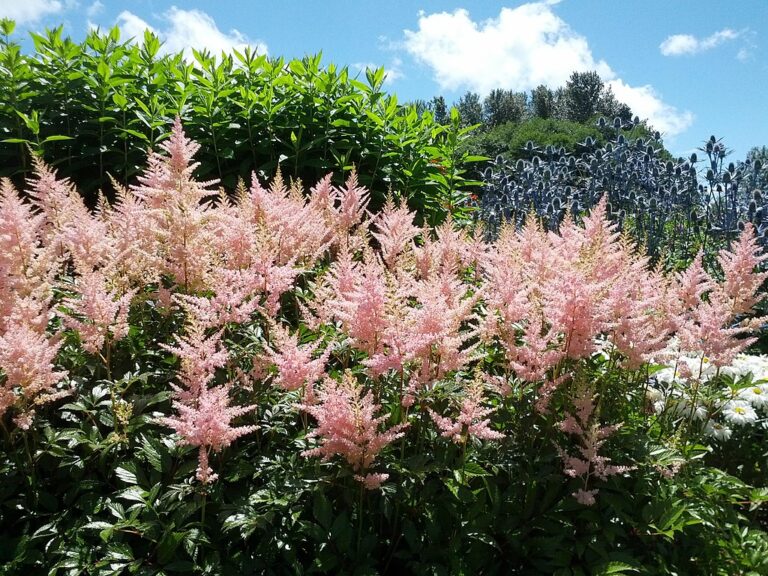 Astilbe at University of Washington Botanical Gardens 768x576