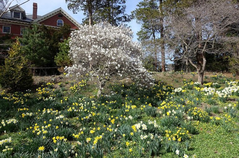 Botanic Garden of Smith College   DSC02102 768x507