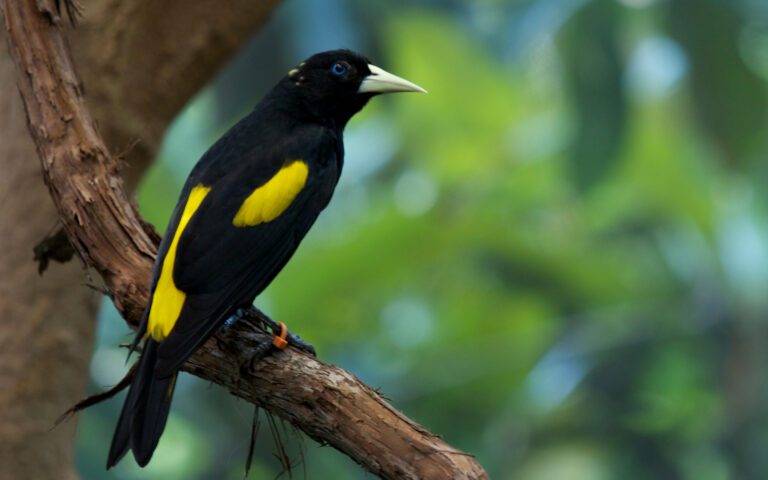 Cincinnati Zoo Bird 768x480