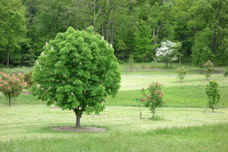 Dawes Arboretum   DSC02862 768x512