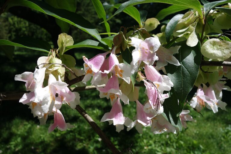 Dipelta floribunda   Arnold Arboretum   DSC06811 768x512