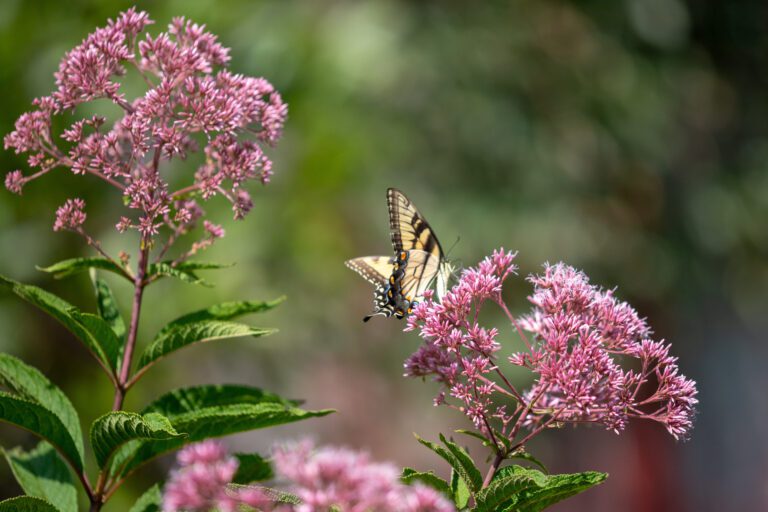 Eastern tiger swallowtail butterfly on joe pye weed