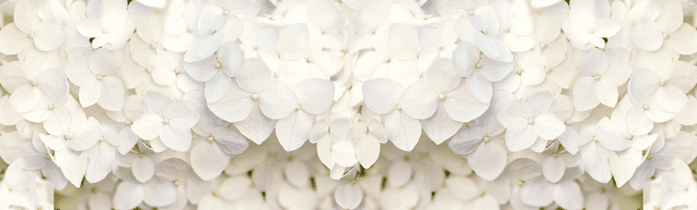 hydrangea header lores