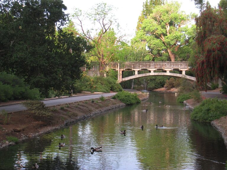 UC Davis arboretum   ducks 768x576