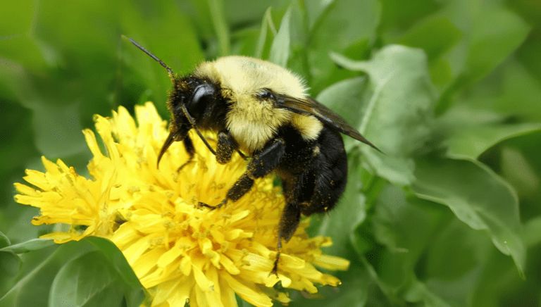 Apidae