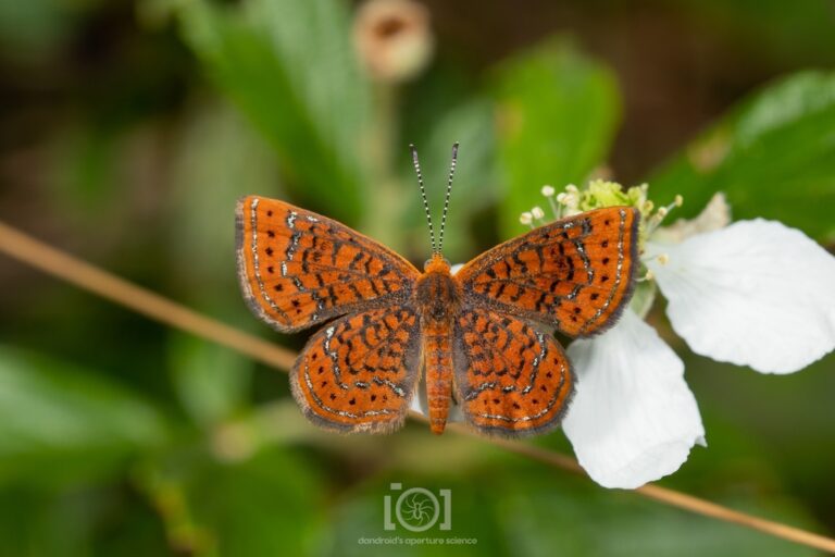Little Metalmark (Calephelis virginiensis)