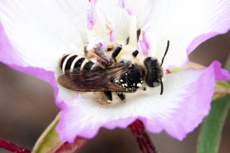 Hesperapis regularis (needs verification)