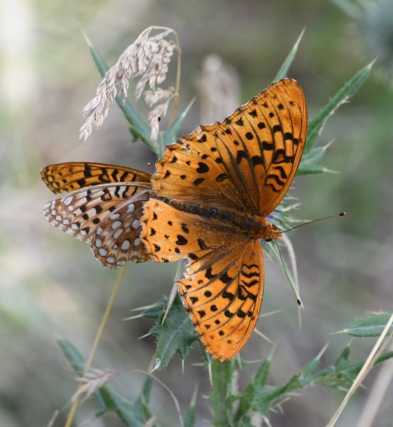 Great Spangled Fritillary (Argynnis cybele)