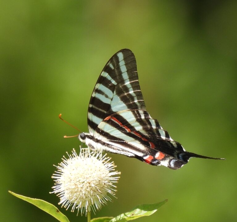 Zebra Swallowtail (Eurytides marcellus)