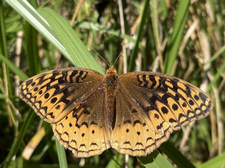 Great Spangled Fritillary (Argynnis cybele)