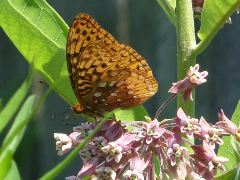 Great Spangled Fritillary (Argynnis cybele)