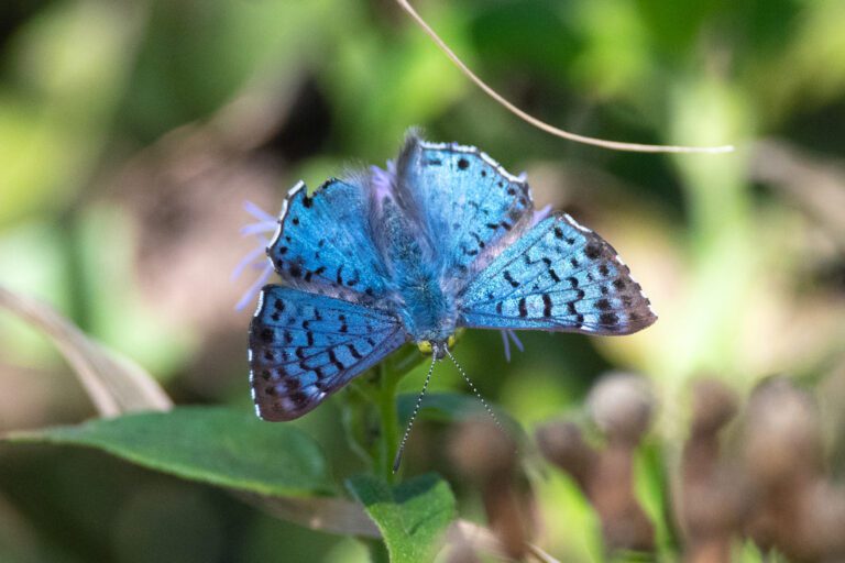 Blue Metalmark (Lasaia sula)