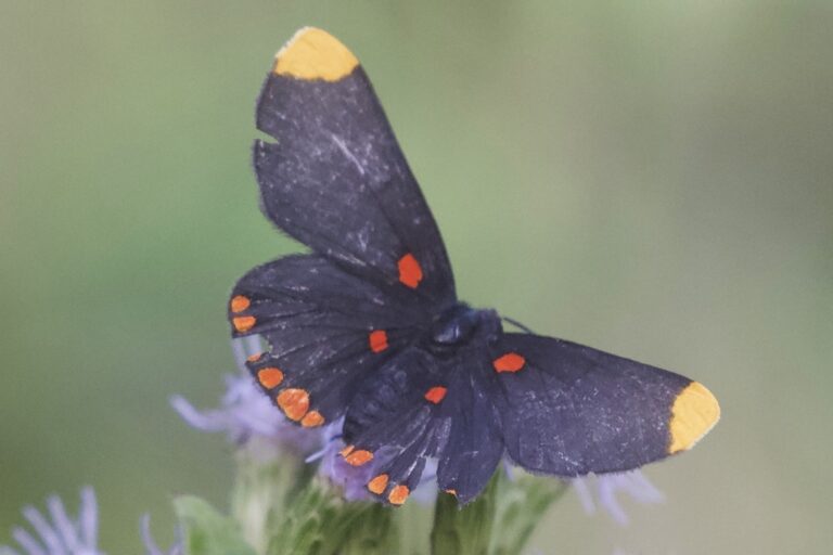 Red-bordered Pixie (Melanis pixe)