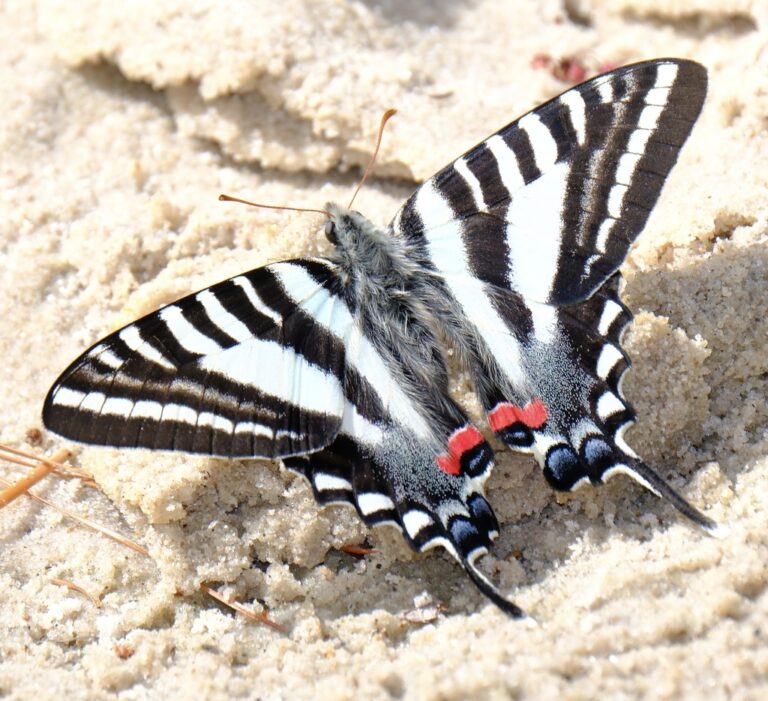 Zebra Swallowtail (Eurytides marcellus)