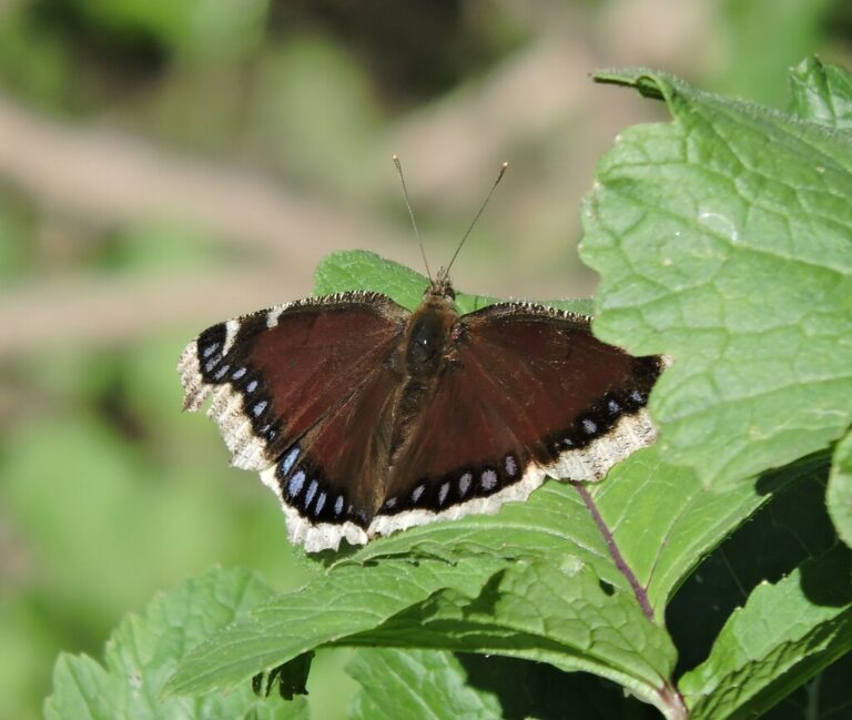 Mourning Cloak (Nymphalis antiopa)