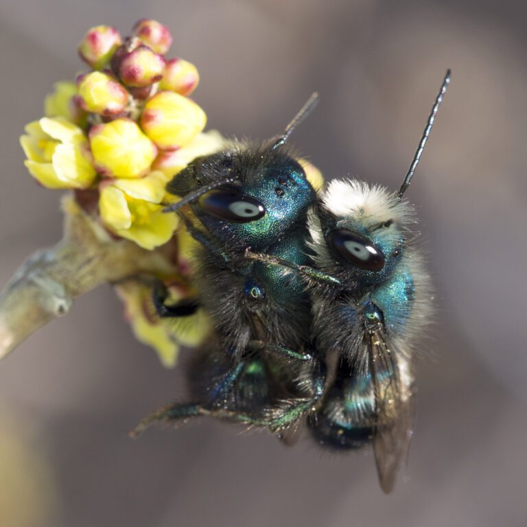 Currant Orchard Bee (Osmia ribifloris)