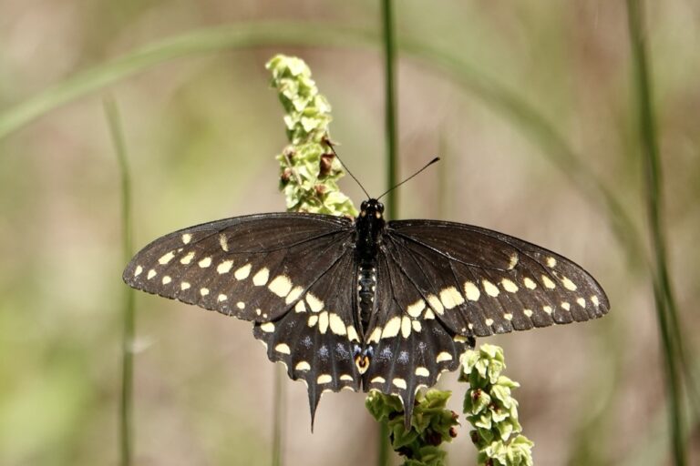 Black Swallowtail (Papilio polyxenes)