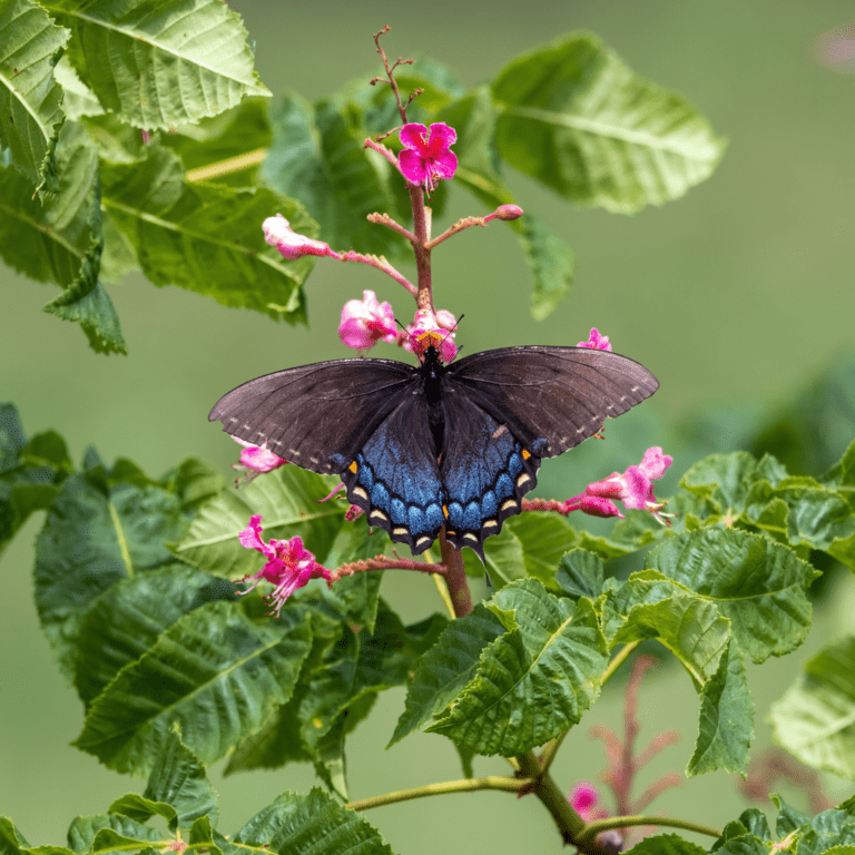 Swallowtail