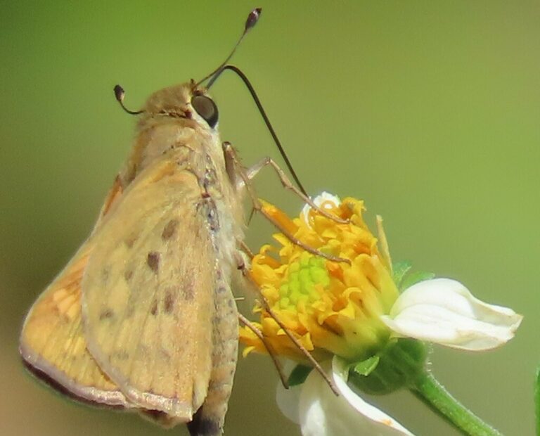 Fiery Skipper (Hylephila phyleus)