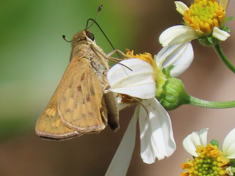 Fiery Skipper (Hylephila phyleus)
