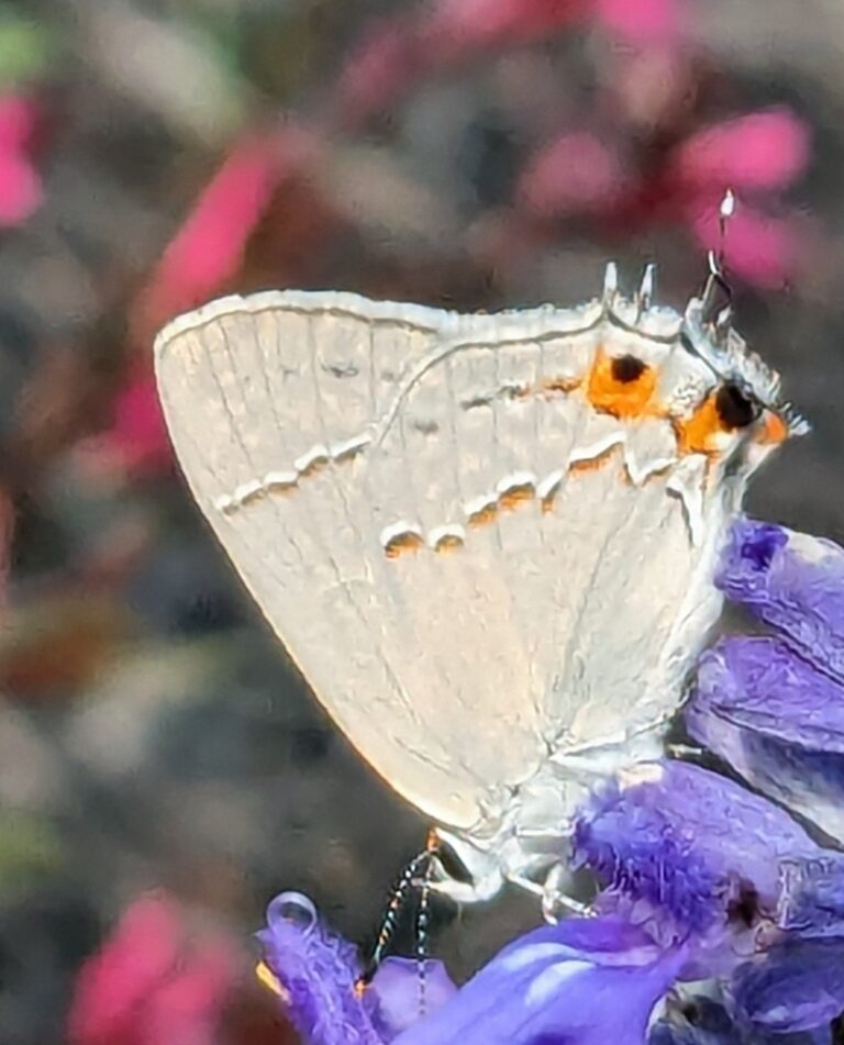 Gray Hairstreak (Strymon melinus)