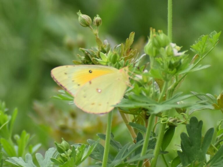 Orange Sulphur Colias eurytheme