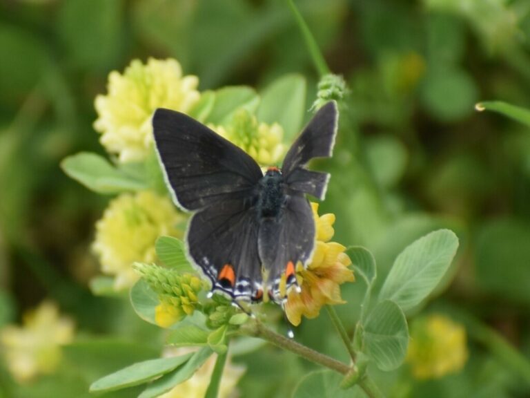 Gray Hairstreak (Strymon melinus)