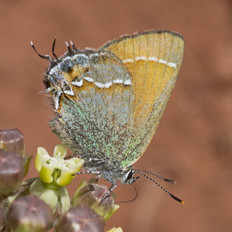 Siva Juniper Hairstreak Callophrys gryneus ssp. siva