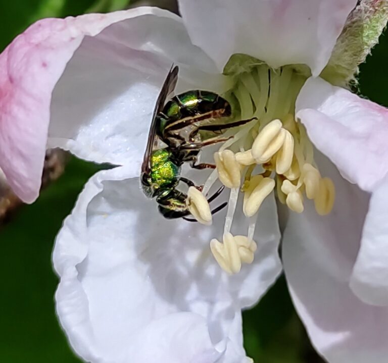 Sweat Bee