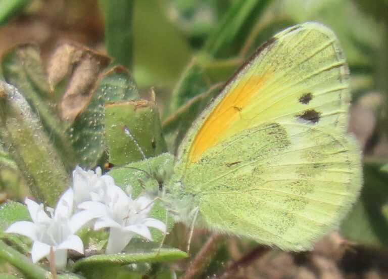 Dainty Sulphur (Nathalis iole)