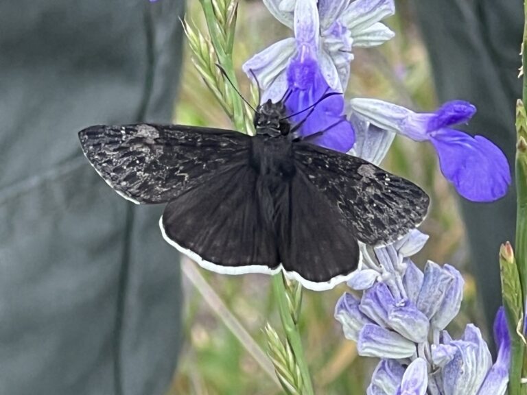 Funereal Duskywing Erynnis funeralis