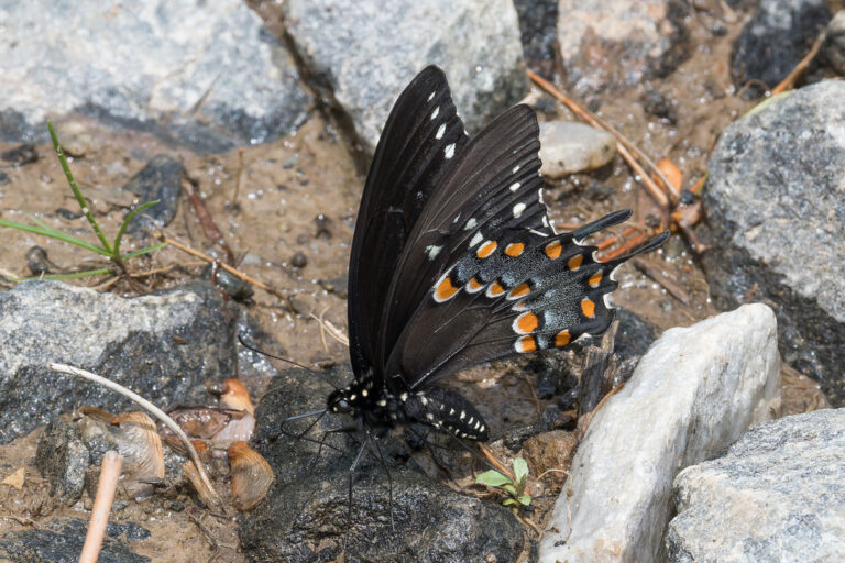 Spicebush Swallowtail (Papilio troilus)