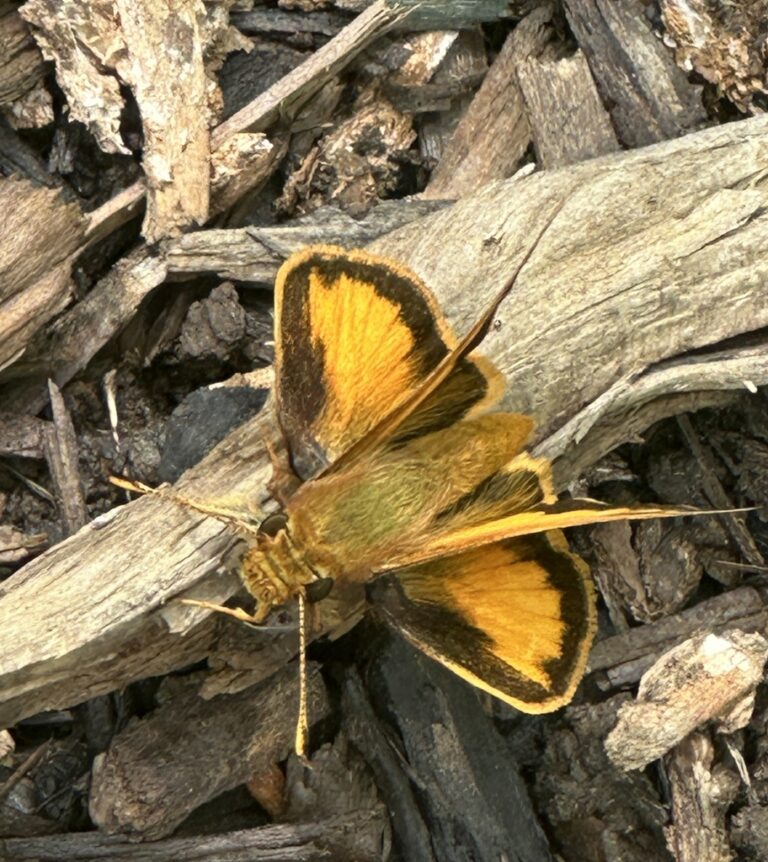 Zabulon Skipper (Lon zabulon)