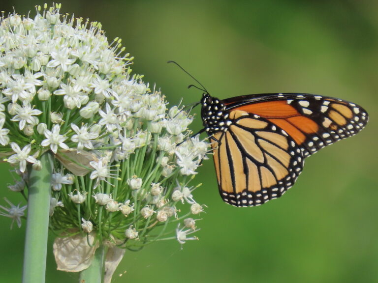 Monarch (Danaus plexippus)