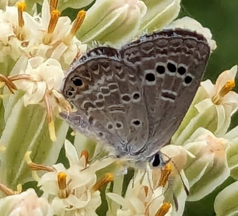 Reakirt's Blue (Echinargus isola)
