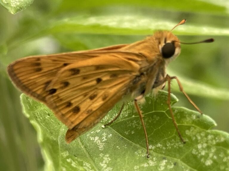 Fiery Skipper (Hylephila phyleus)