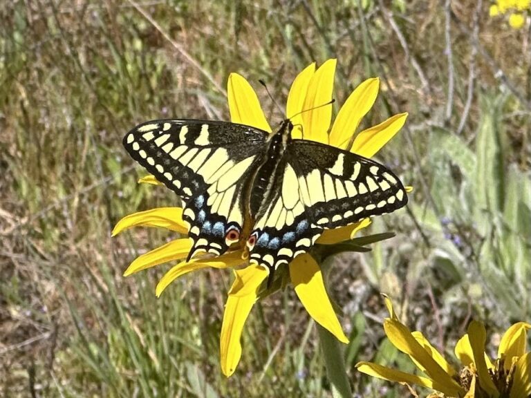 Anise Swallowtail (Papilio zelicaon)