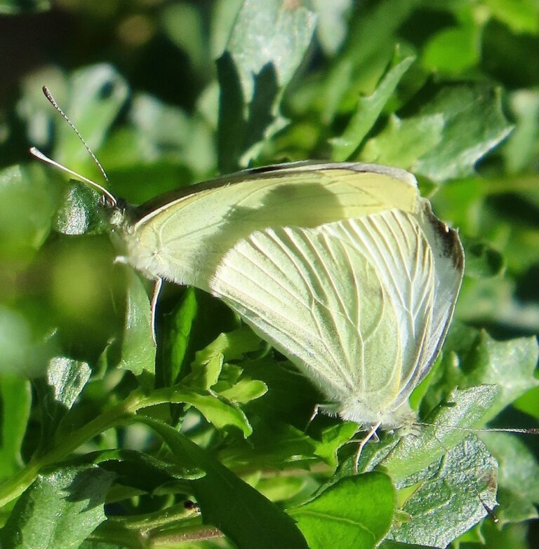 Small White/Cabbage White (Pieris rapae)