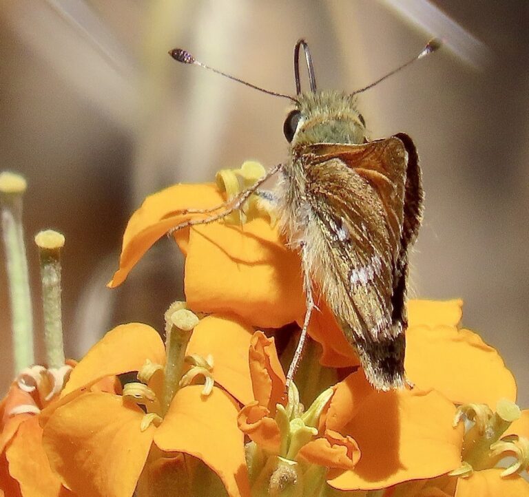 Columbian Skipper on Western Wallflower (Los Padres National Forest)