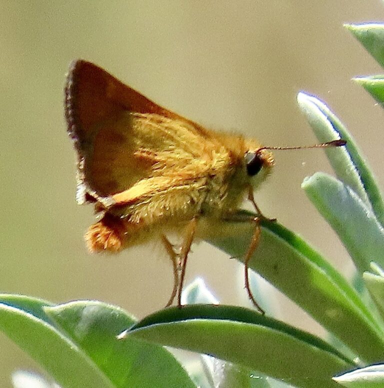 Rural Skipper (Ochlodes agricola)