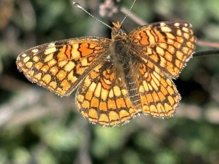 Gabb's Checkerspot (Chlosyne gabbii)