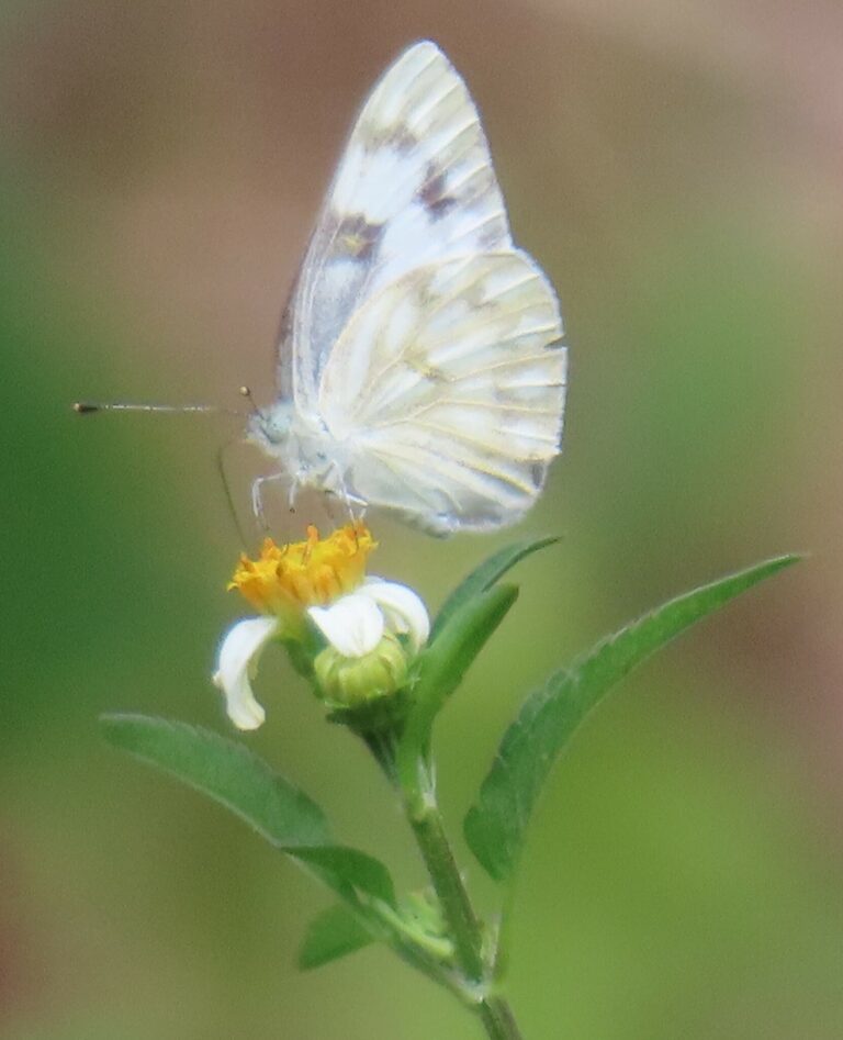 Checkered White (Pontia protodice)
