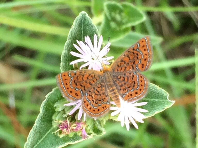 Little Metalmark