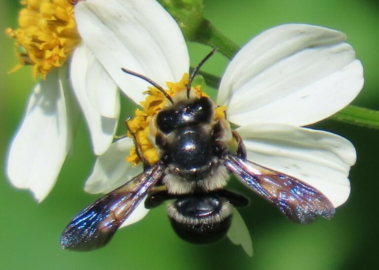 Megachile xylocopoides