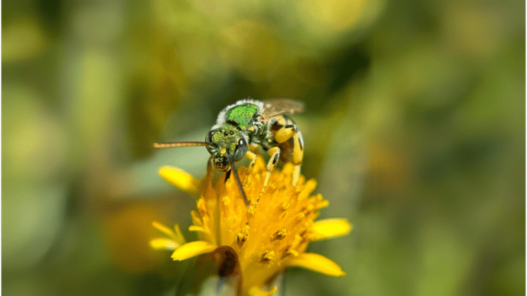 Striped Sweat Bees (Genus Agapostemon)