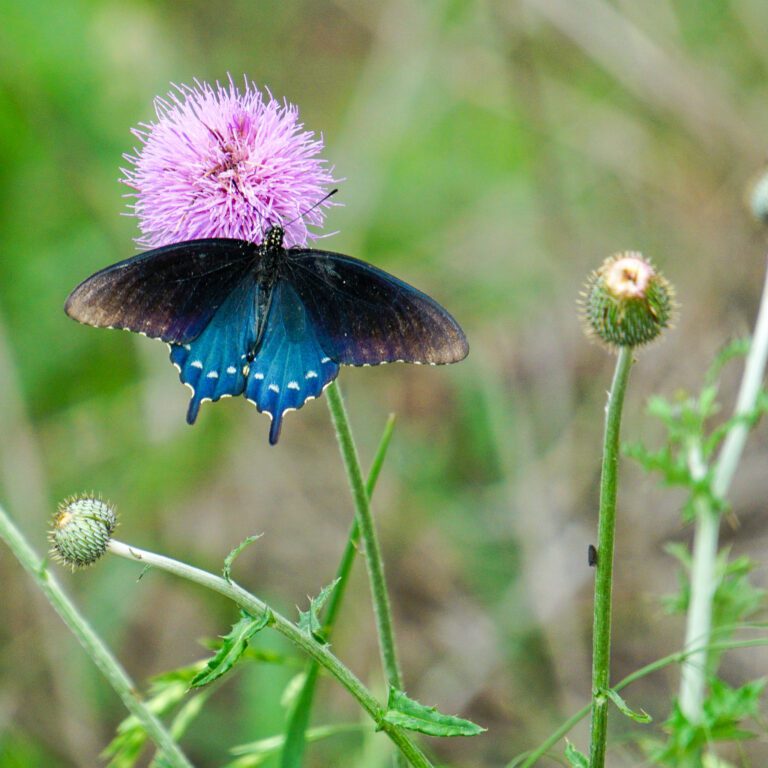 Pipevine Butterfly