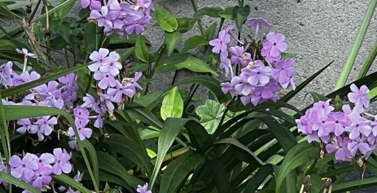 03 IMG 3634 Phlox 768x394