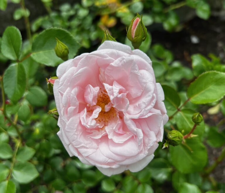 IMG 3541 Pink Rose 2 768x659