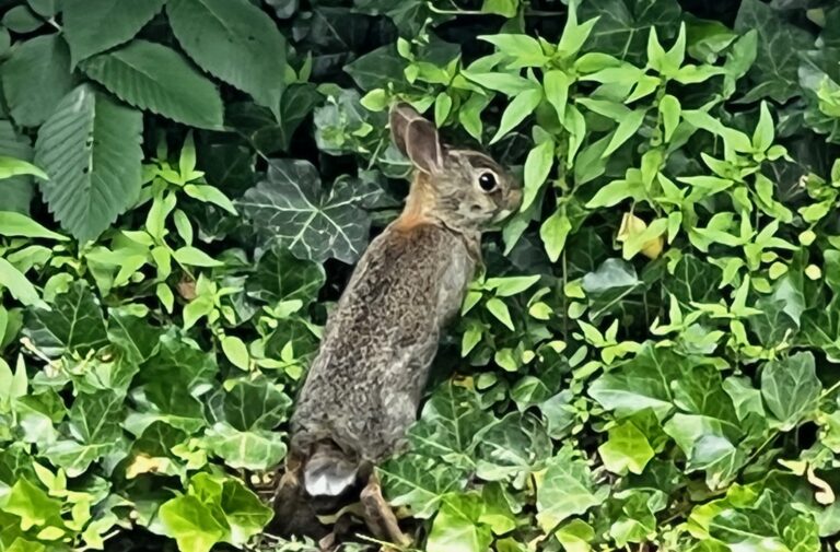 IMG 3551 bunny 768x505