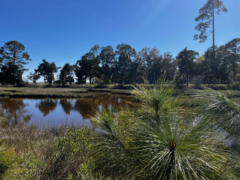 IMG 8937 Marsh pine 768x576